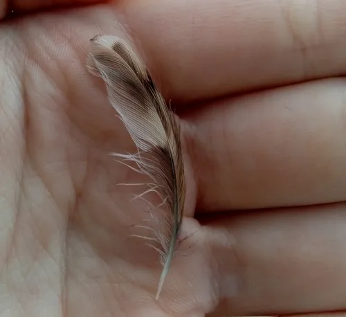 Eurasian Treecreeper plumage