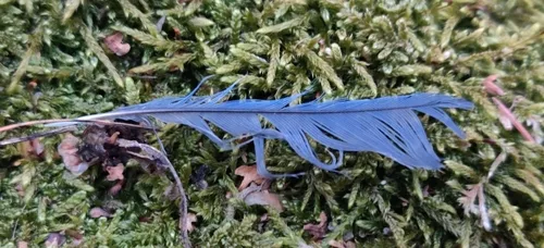 Eurasian Blue Tit plumage