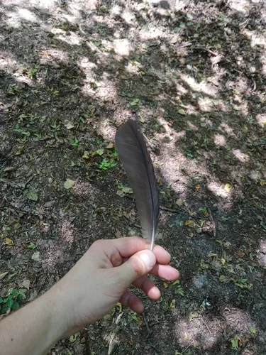 Black Woodpecker plumage