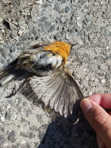 European Robin plumage