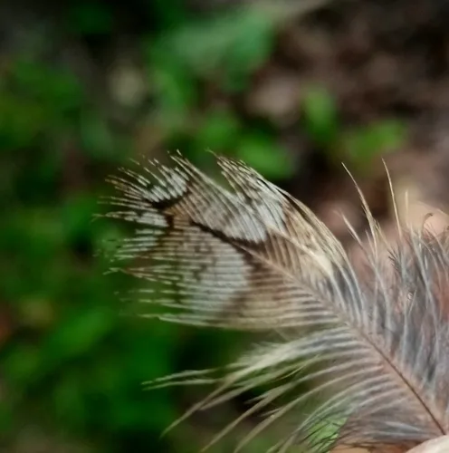Wryneck plumage