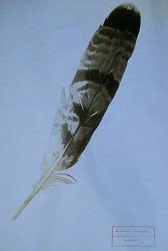 Honey Buzzard plumage