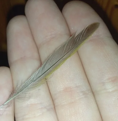 Wood Warbler plumage