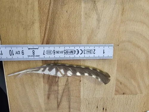 European Green Woodpecker plumage