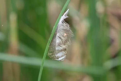 Tawny Owl plumage