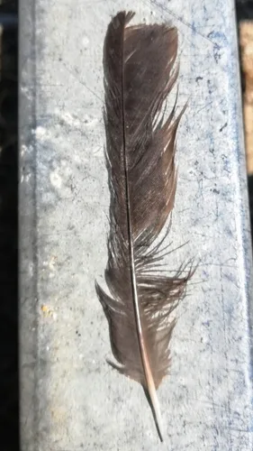 Common Blackbird plumage