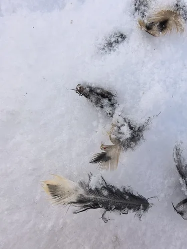 Fieldfare plumage