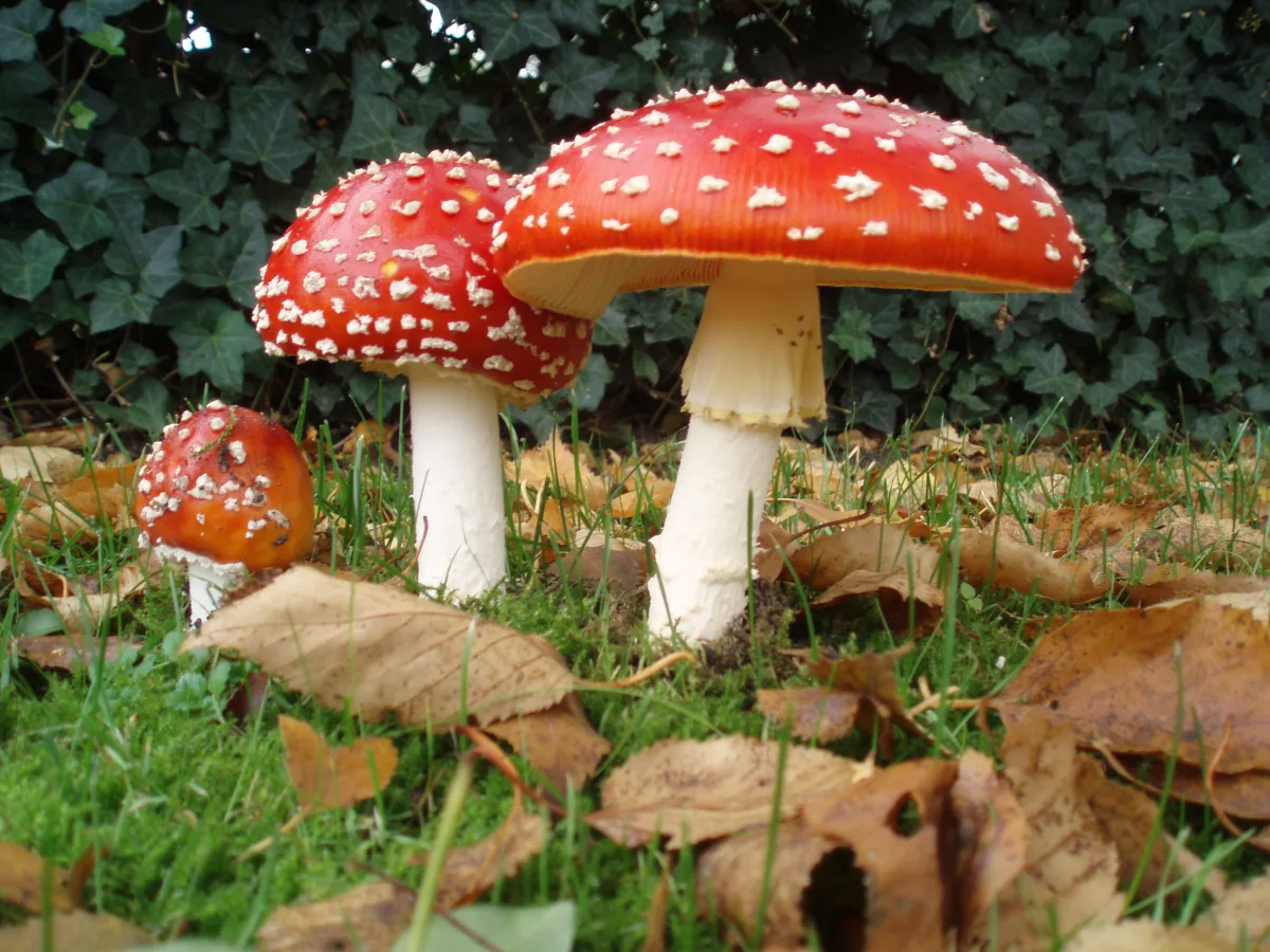 Fly Agaric