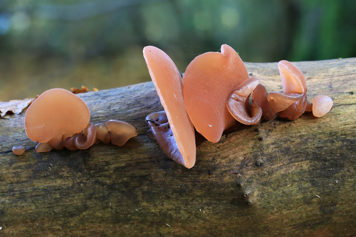 Jelly Ear