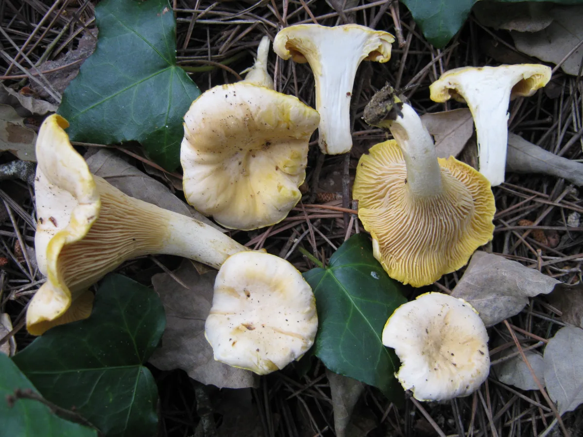 Pale Chanterelle