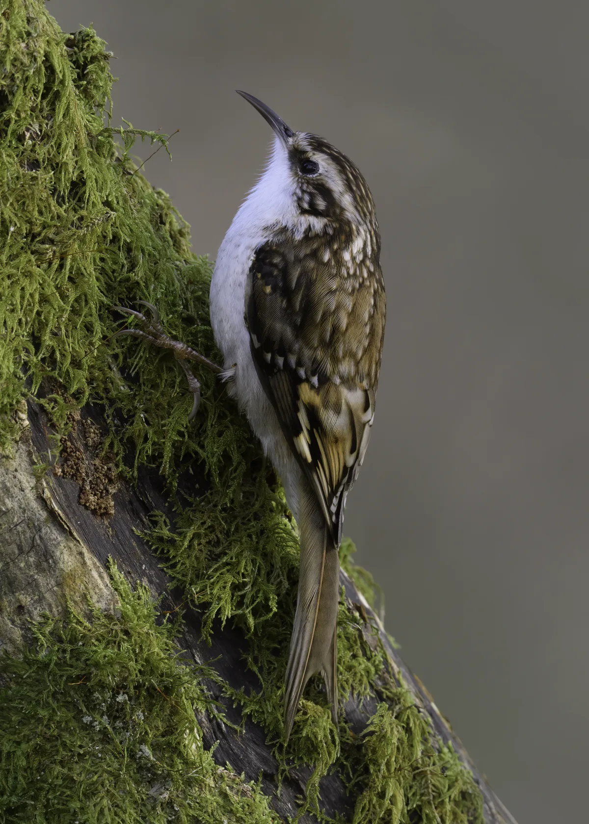 Eurasian Treecreeper
