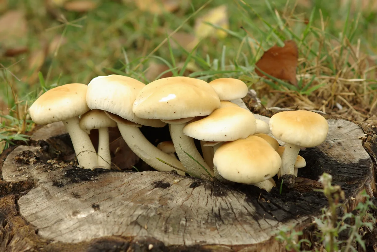 Poplar Fieldcap