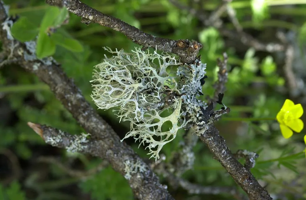 Oakmoss Lichen