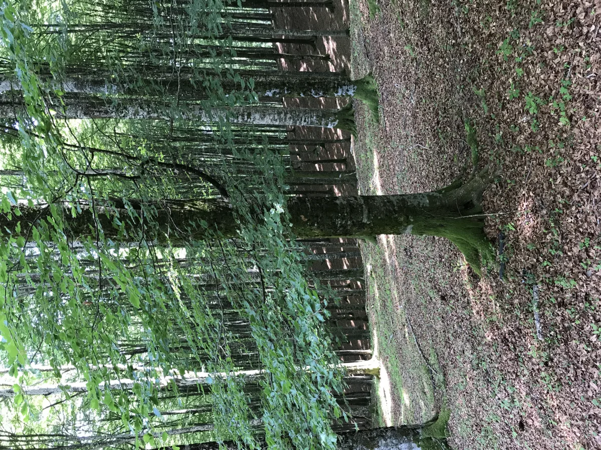 European Beech