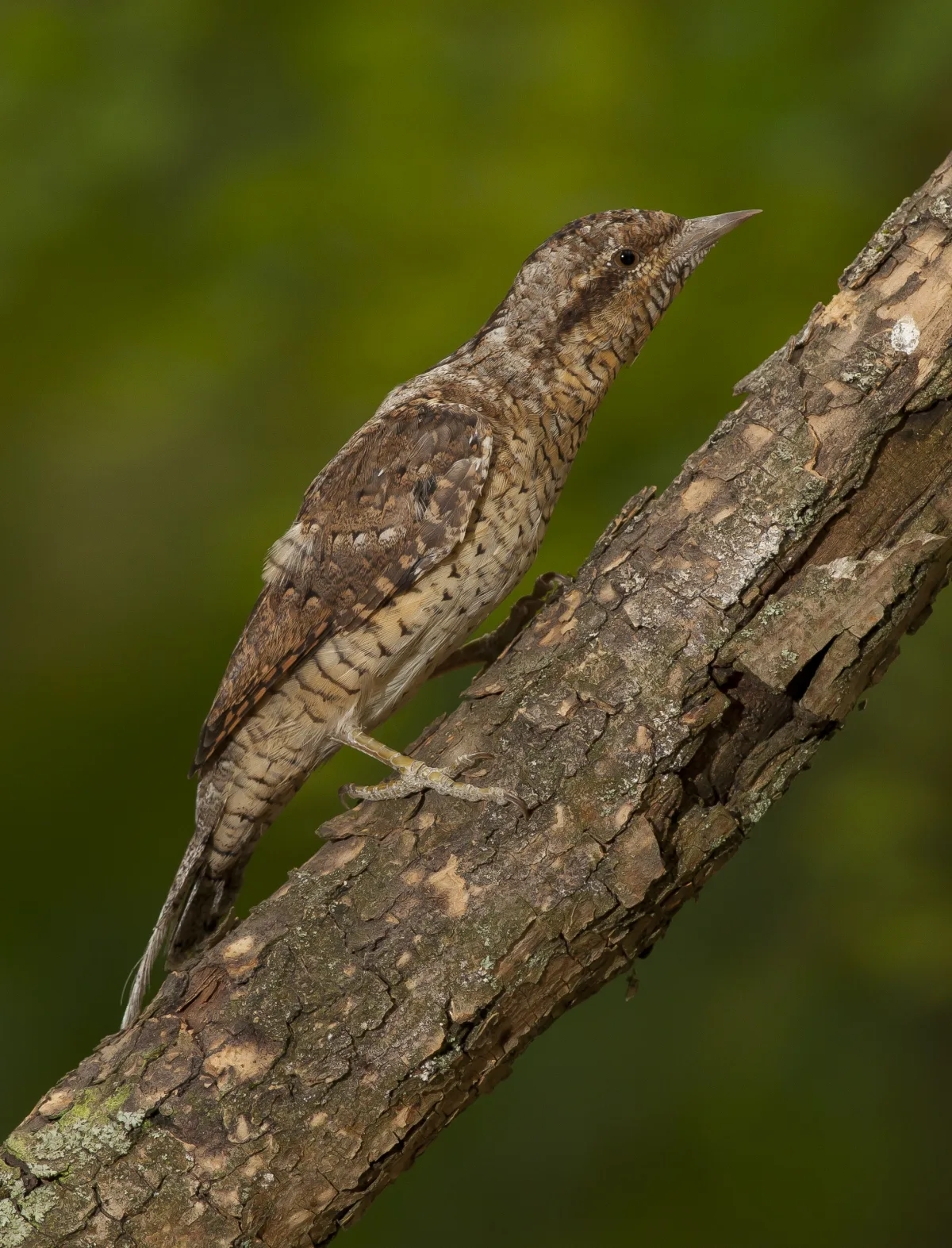 Wryneck