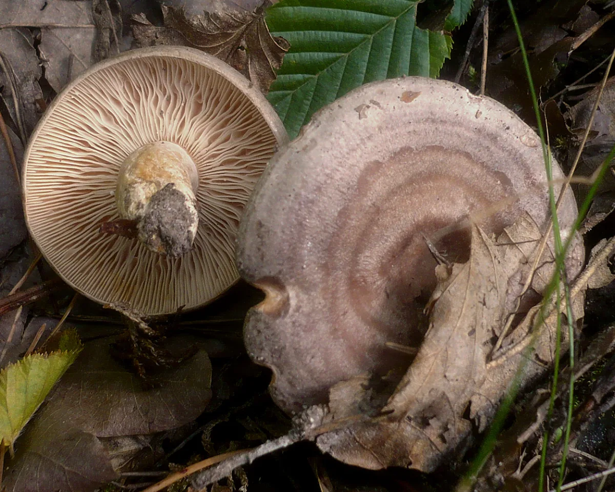 Hornbeam Milkcap