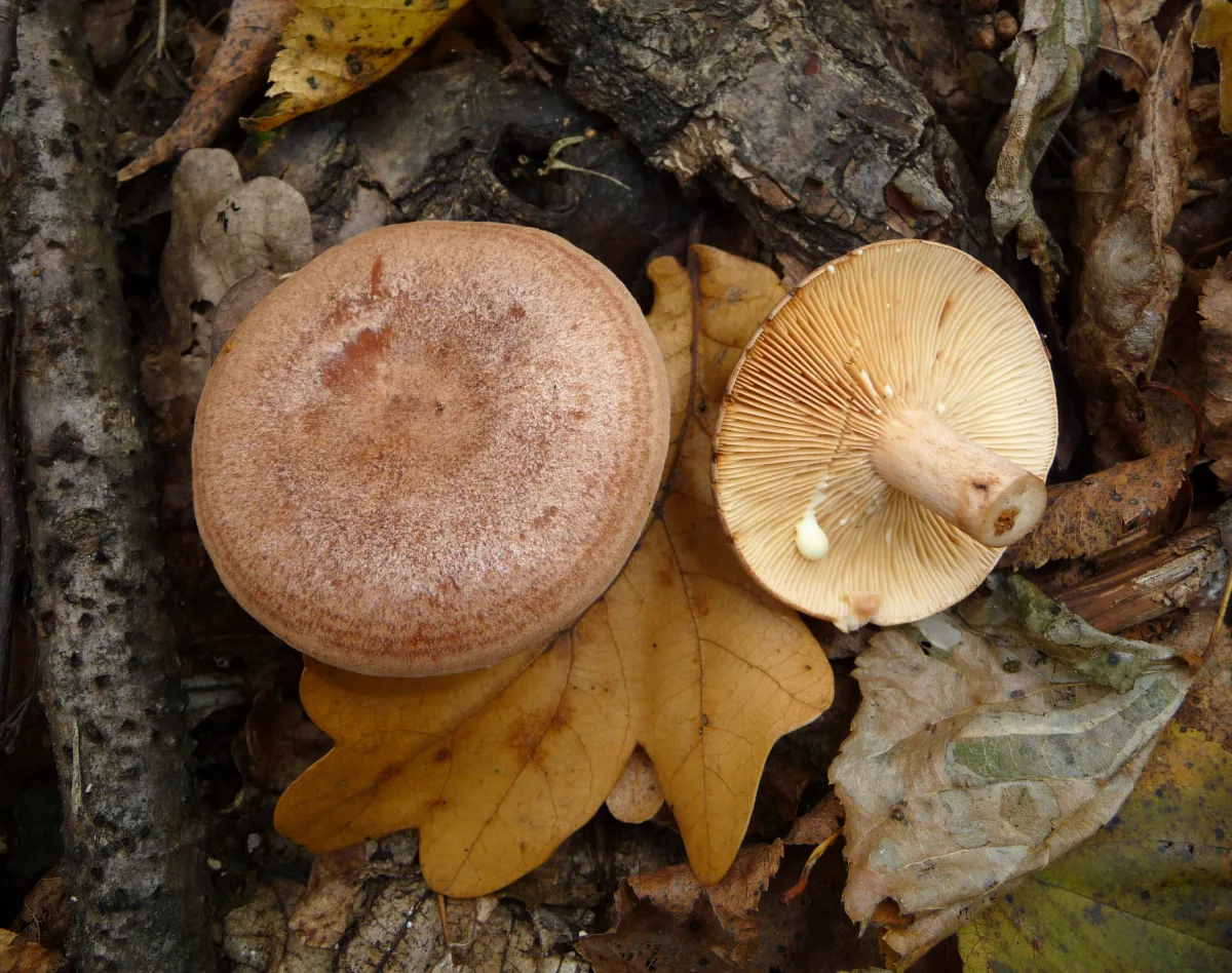 Oakbug Milkcap