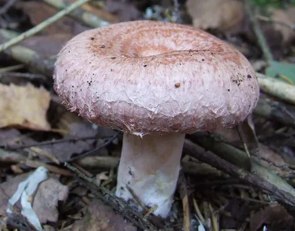 Woolly Milkcap