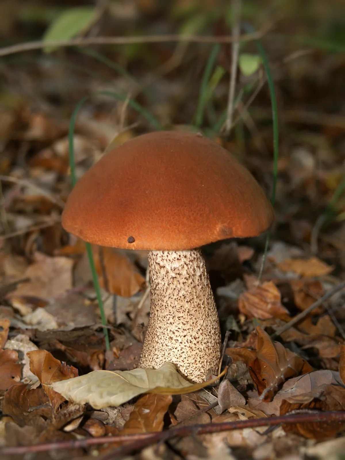 Orange Birch Bolete