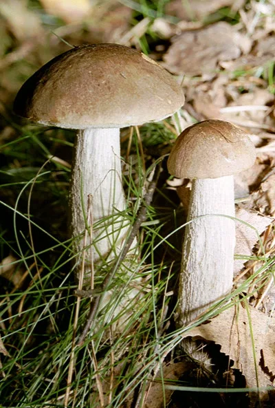 Brown Birch Bolete