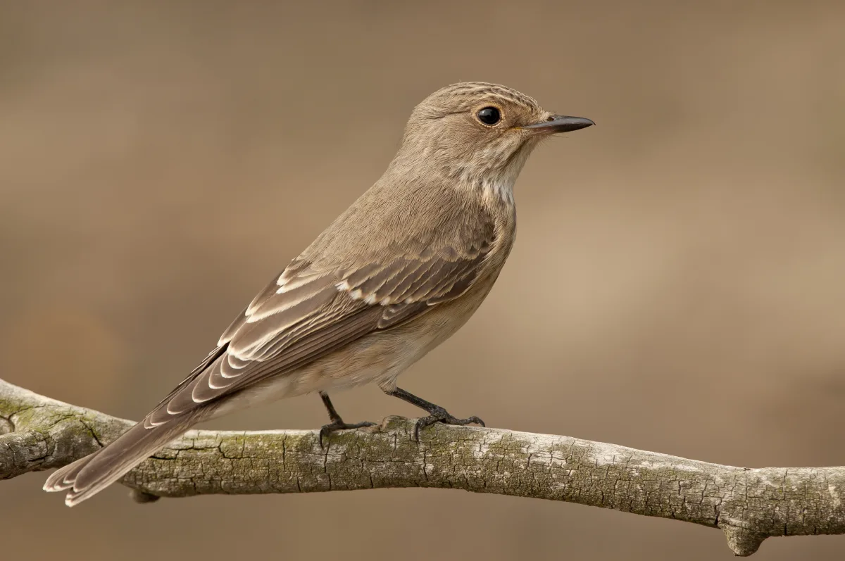 Spotted Flycatcher