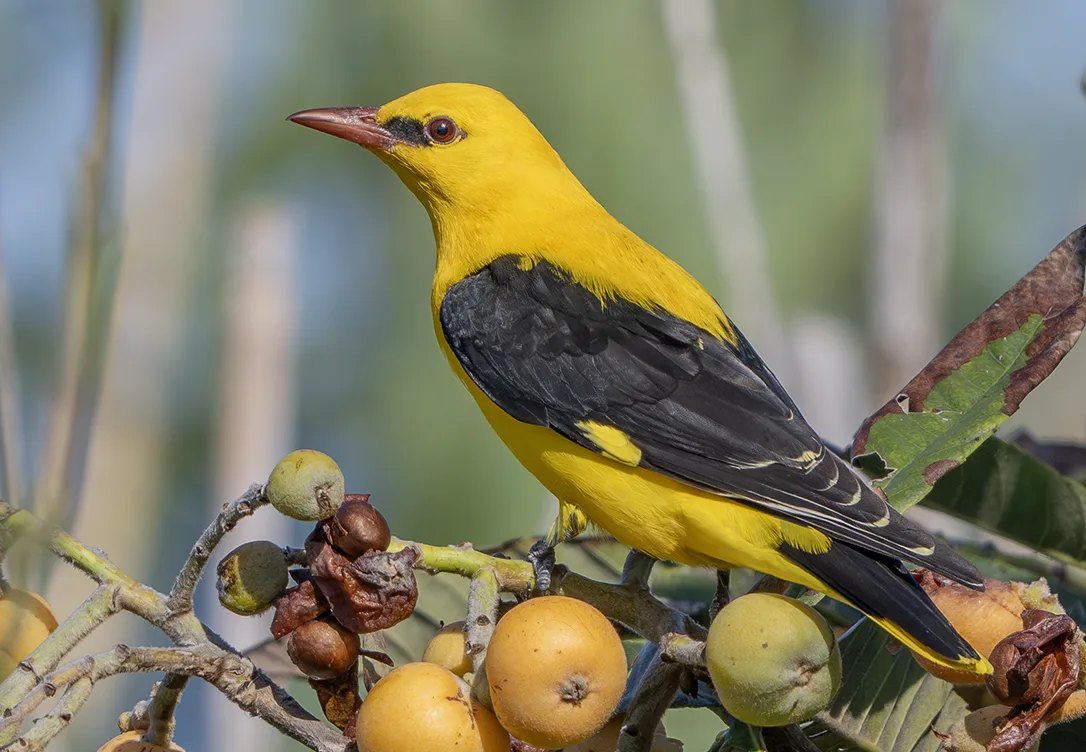 Golden Oriole