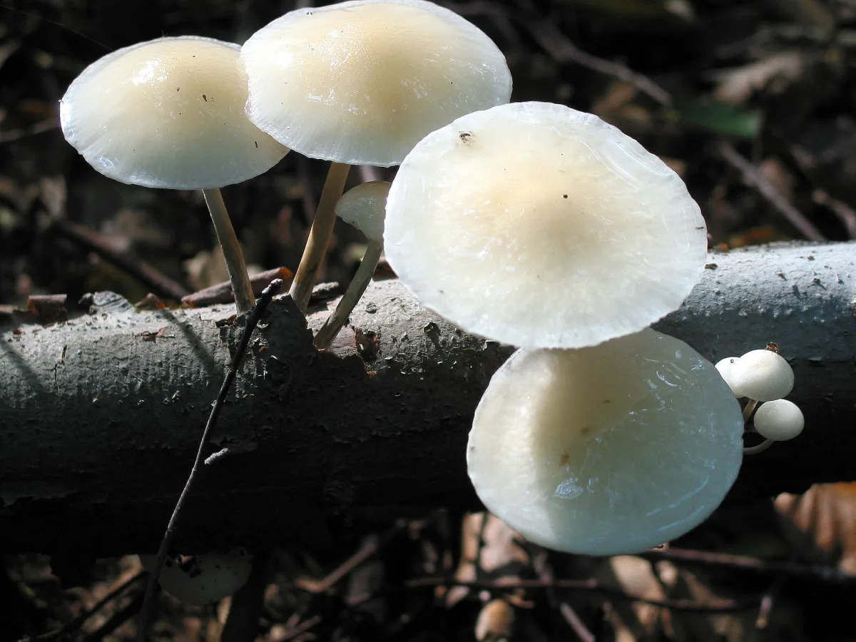 Porcelain Fungus
