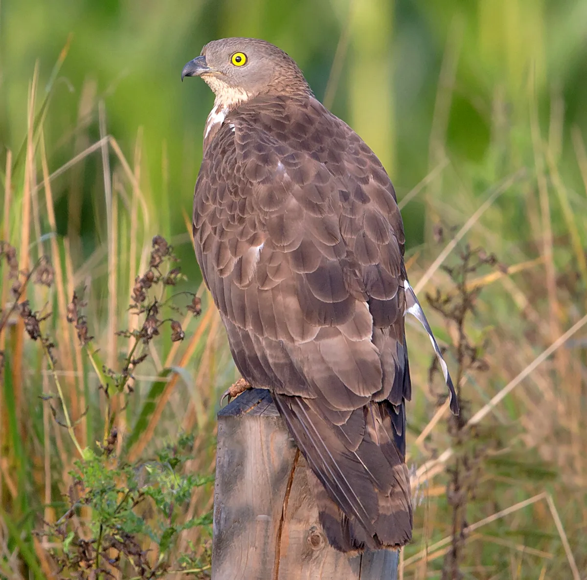 Honey Buzzard