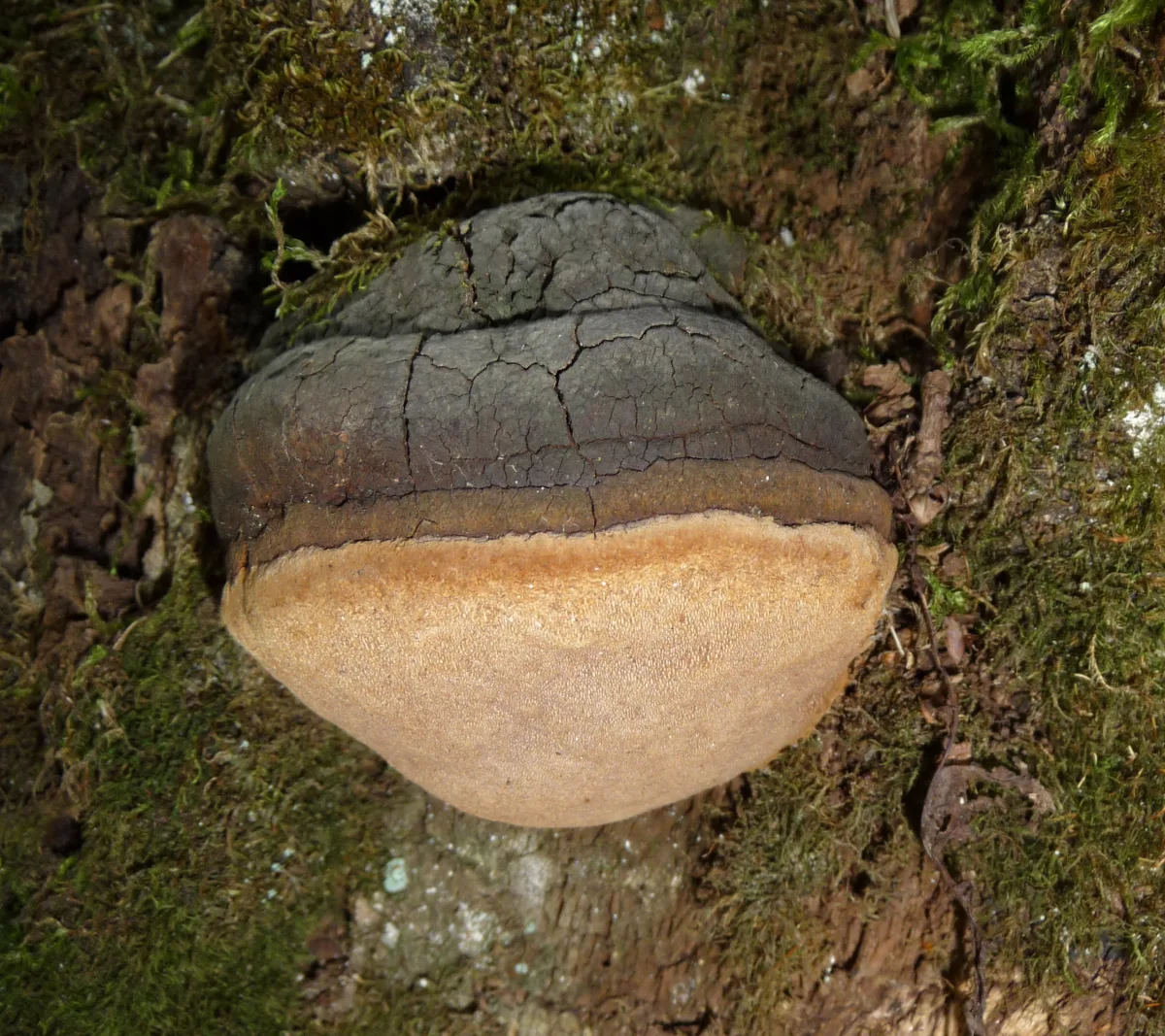 Willow Bracket