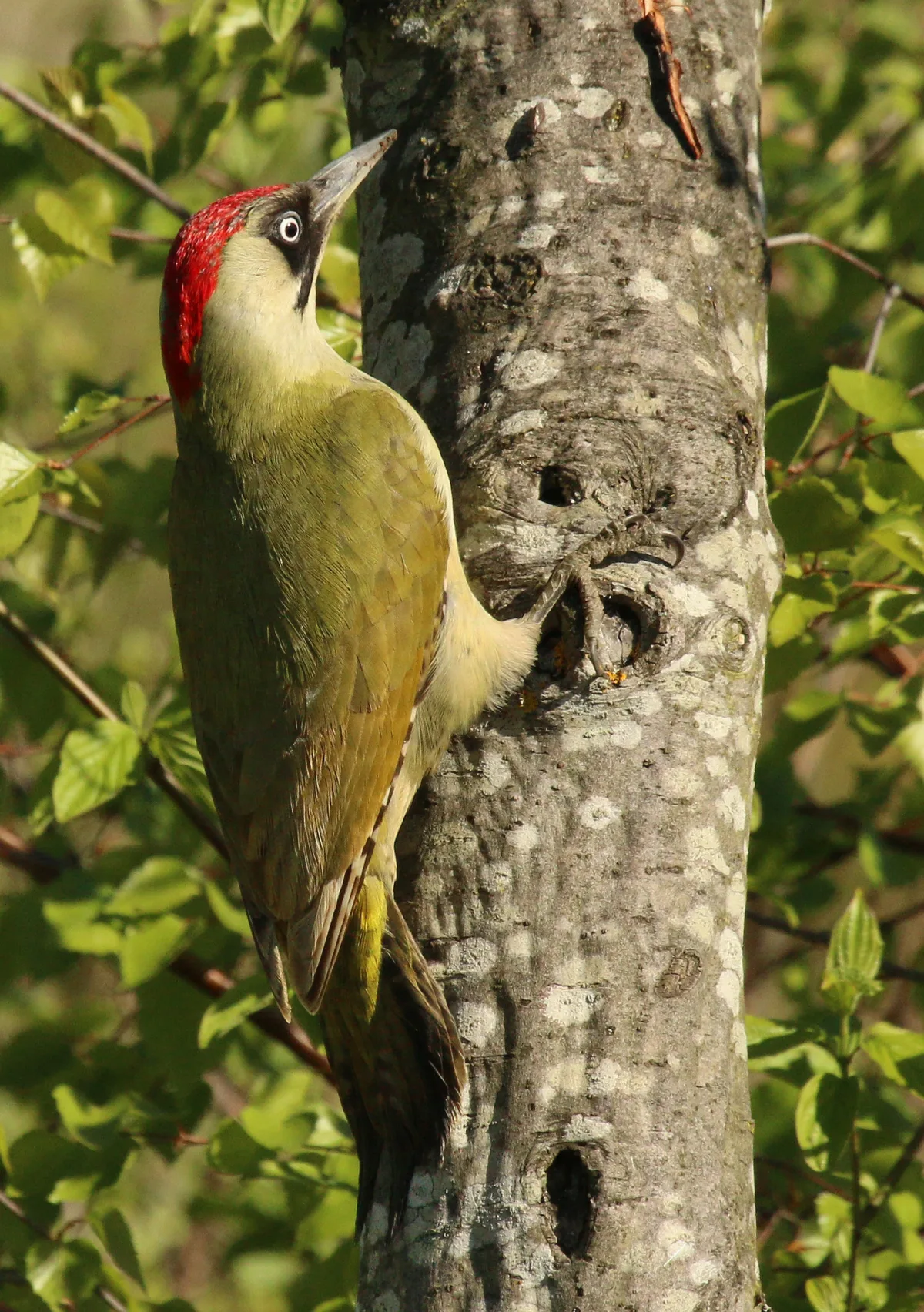 European Green Woodpecker