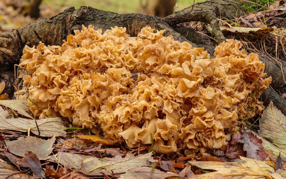 Cauliflower Fungus