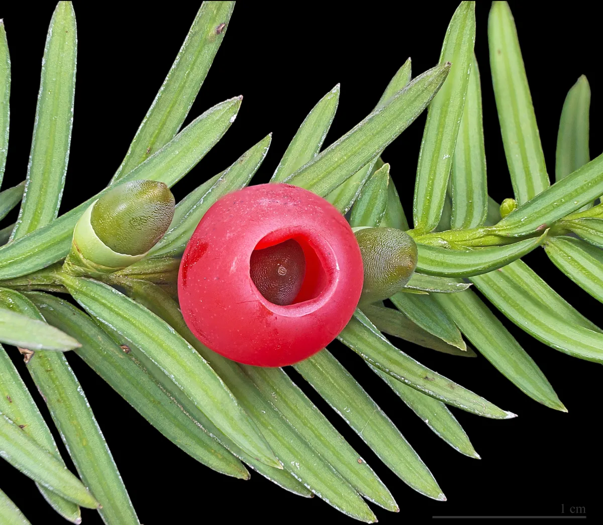 Common Yew