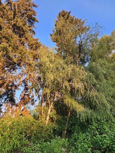 Silver Birch foliage