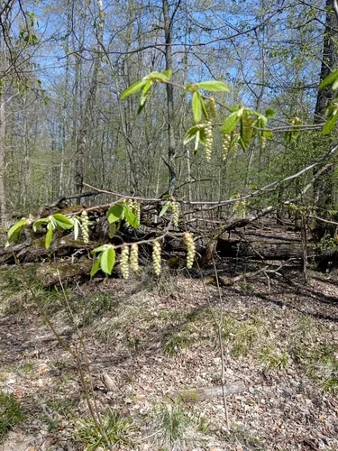Hornbeam foliage