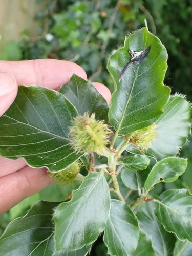 European Beech foliage