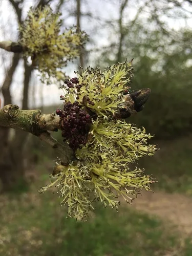 European Ash foliage