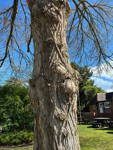 Black Poplar foliage