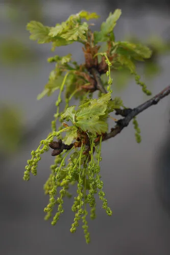Pedunculate Oak foliage