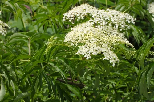 Elder foliage