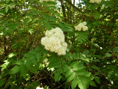 Rowan foliage