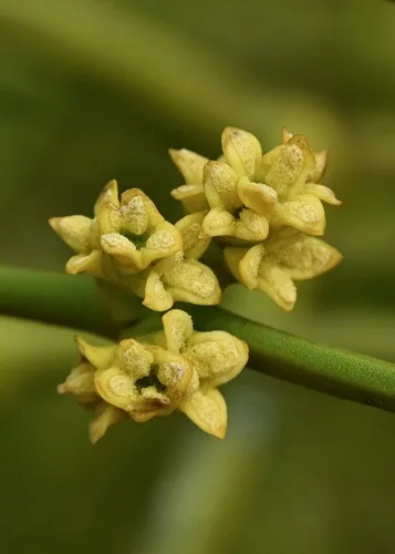European Mistletoe foliage